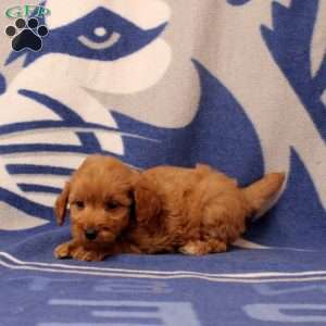 Ulrick, Mini Goldendoodle Puppy